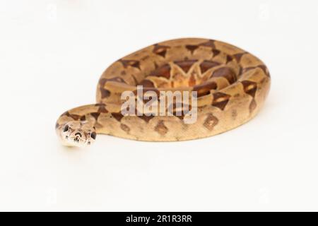 Salmone Boa Constrictor serpente isolato su sfondo bianco Foto Stock