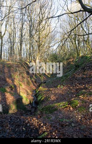 Woodland circonda i serbatoi di Roddlesworth vicino a Blackburn con Darwen in una giornata invernale Lancashire Inghilterra Foto Stock