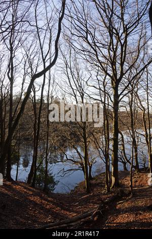 Woodland circonda i serbatoi di Roddlesworth vicino a Blackburn con Darwen in una giornata invernale Lancashire Inghilterra Foto Stock