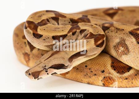 Salmone Boa Constrictor serpente isolato su sfondo bianco Foto Stock