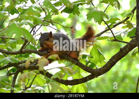 Uno scoiattolo di volpe rossa (o orientale), sciurus niger, siede su un ramo di un albero di quercia e guarda con cautela il fotografo. Foto Stock