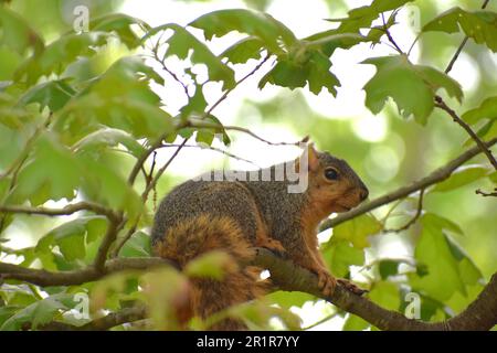 Uno scoiattolo di volpe rossa (o orientale), sciurus niger, siede su un ramo di un albero di quercia e guarda con cautela il fotografo. Foto Stock