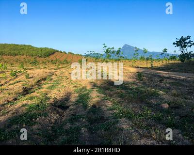 Piantagione di gomma zona agricola nel sud della Thailandia, Latex gomma, Para albero di gomma giardino Foto Stock