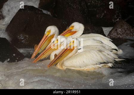 Pellicani bianchi (Pelecanus erythrorhynchos) alla ricerca di pesci alla base del Pine Creek Weir vicino Eagle Lake nella contea di Lassen California, Stati Uniti. Foto Stock