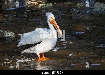 Pelican bianco (Pelecanus erythrorhynchos) che si trova a Pine Creek vicino al lago Eagle nella contea di Lassen, California USA, a guardare per la riproduzione di trote. Foto Stock