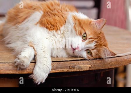 Bel gatto bianco dai capelli rossi si trova in relax su tavola di legno Foto Stock