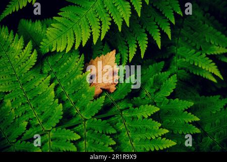 Natura sfondo a Valsendero, Gran Canaria Foto Stock