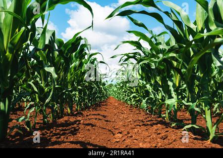 Piante giovani di mais verde piantagione coltivata in un campo coltivato perfettamente pulito piantagione agricola senza erbacce, vista ad angolo basso fuoco selettivo Foto Stock