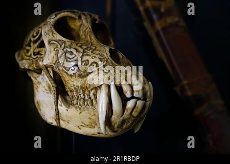 Antico orso del sole ornato inciso (Helarctos malayanus) Trofeo tribale cranio intagliato con disegni incisi, Dayak / Dajak arte, nativo del Borneo Foto Stock