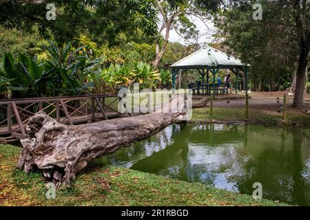 Giardino botanico di Pamplemousses. Sir Seewoosagur Ramgoolam Botanical Garden, isola di Mauritius. Foto Stock