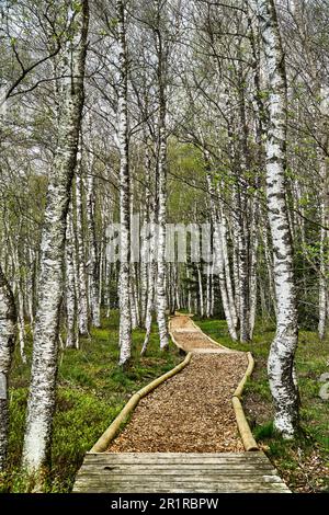 Foresta di betulla vicino a Les Ponts-de-Martel nel Giura della Neuchâtel della Svizzera francese Foto Stock