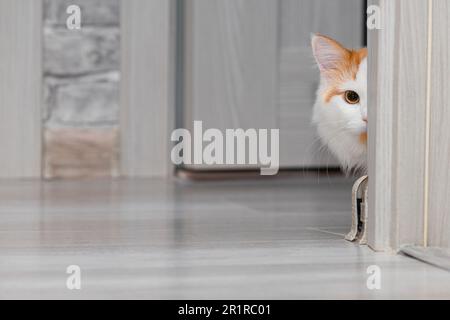 gatto peeking dietro l'angolo della stanza. il gatto guarda la persona. cat guarda dietro l'angolo. gatto che si nasconde al proprietario Foto Stock