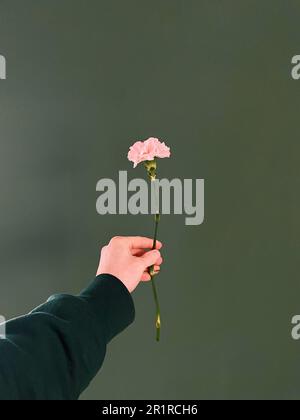 Mano dell'uomo che tiene un fiore di garofano rosa su uno sfondo verde Foto Stock