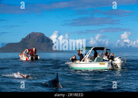 Mauritius delfini nuoto turisti snorkeling e nuoto con i delfini nell'Oceano Indiano, le Morne, Mauritius Foto Stock