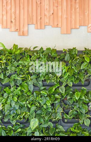 Sistema verticale a rack con piante verdi su parete con decorazione in legno Foto Stock