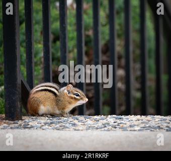 Un chippmunk orientale (Tamias striatus) in fonte di una recinzione Foto Stock