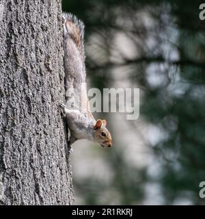 Un piccolo scoiattolo grigio arroccato in cima ad un grande tronco d'albero, guardandosi lateralmente in modo inquisitivo Foto Stock