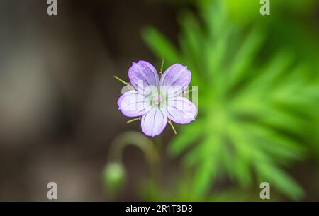 Colombino geranio fiore Foto Stock