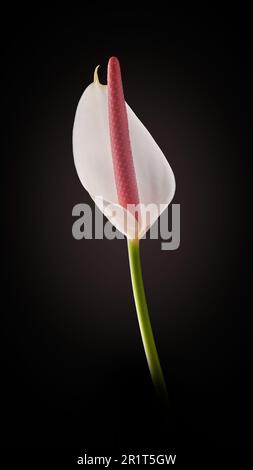 vivace fiore bianco di antanio, aka fiore di coda, fiore di laminino laceleaf e tavolozza del pittore, fiore a forma di cuore e purificante aria isolato Foto Stock