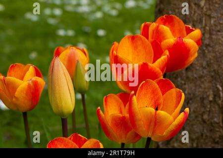 primo piano di tulipani arancione e giallo Foto Stock