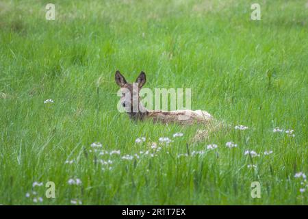 capriolo grazioso giacendo fra i cockoflowers nell'erba Foto Stock