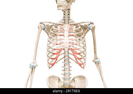 Cartilagine costale di colore rosso 3D illustrazione di rendering isolata su bianco con spazio di copia. Anatomia di scheletro umano e gabbia toracica, diagramma medico, osteo Foto Stock