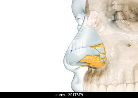 Cartilagini nasali e primo piano osseo con contorni del corpo 3D rappresentazione illustrazione isolata su bianco con spazio di copia. Scheletro umano e anatomia del naso, io Foto Stock