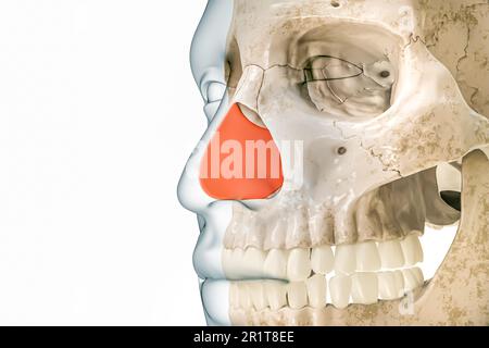 Cartilagine settale o setto in rosso con contorni del corpo 3D rappresentazione illustrazione isolata su bianco con spazio di copia. Scheletro umano e anatomia del naso, med Foto Stock