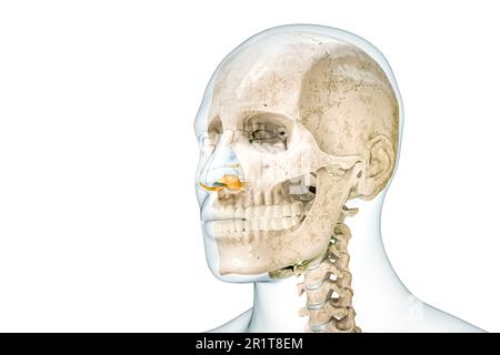 Cartilagini del cranio e del naso con contorni del corpo maschile 3D che rendono l'illustrazione isolata su bianco con spazio di copia. Anatomia dello scheletro umano e della testa, medica Foto Stock