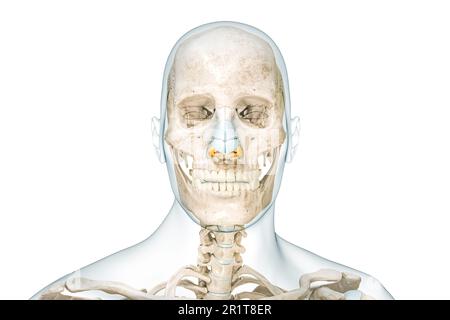 Cartilagini del cranio e del naso con contorni del corpo maschile vista frontale rappresentazione 3D illustrazione isolata su bianco con spazio di copia. Scheletro umano e testa anat Foto Stock