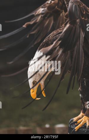 Una maestosa aquila calva viene catturata in un incredibile scatto verticale con le sue ali spalancate, la sua testa bianca e le sue piume di coda in vista completa Foto Stock