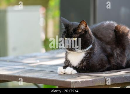 Un gatto bianco e nero che riposa sul tavolo da giardino. Foto Stock