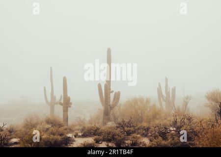 Una vista di alti cactus Saguaro in un paesaggio desertico dell'Arizona, coperto da una coperta di nebbia in una mattinata frizzante Foto Stock