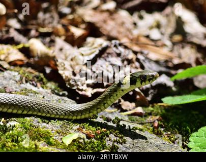 Serpente d'erba - Natrix natrix nel Parco Nazionale della Valle di Thaya Foto Stock