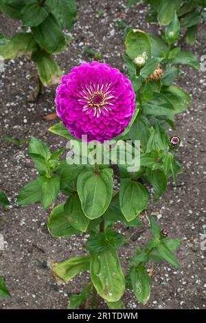 Zinnia pianta con foglie verdi in un giardino fiorisce in primavera in bella vibrante fiore viola Foto Stock