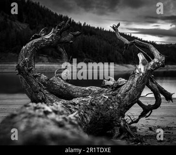 Un grande tronco di albero caduto si trova attraverso un corpo tranquillo di acqua Foto Stock