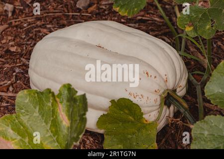 zucca bianca gigante Foto Stock