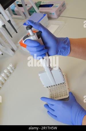 un medico con guanti in nitrile blu monouso esegue un'analisi di laboratorio mediante un metodo di immunodosaggio. pipetta diagnostica meccanica da laboratorio. Foto Stock