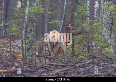 Mucca alce nella zona del lago Clam nel Wisconsin settentrionale. Foto Stock