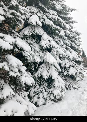 Struttura invernale con alberi di Natale con rami festosi coperti da uno spesso strato di neve bianca fredda lucida e soffice in piedi in una fila come una recinzione dentro Foto Stock