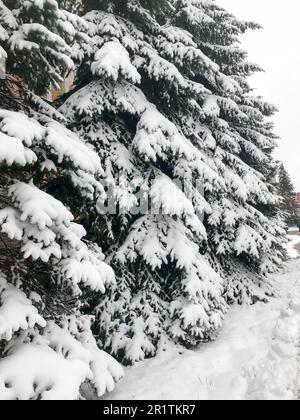 Struttura invernale con alberi di Natale con rami festosi coperti da uno spesso strato di neve bianca fredda lucida e soffice in piedi in una fila come una recinzione dentro Foto Stock