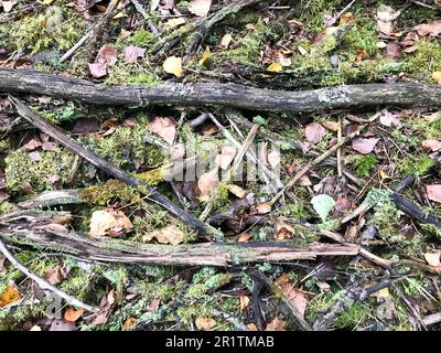 Struttura di bastoni e rami, tronchi di radici ricoperte di muschio verde naturale e erba con foglie nella foresta. Foto Stock