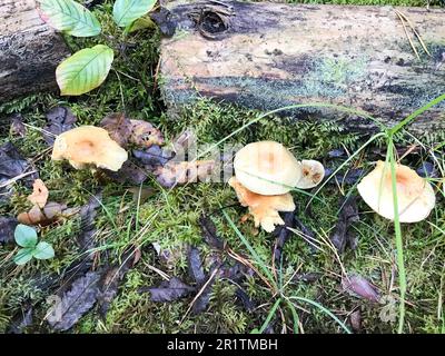 Struttura di bastoni e rami, tronchi di radici ricoperte di muschio verde naturale e erba con foglie nella foresta. Foto Stock