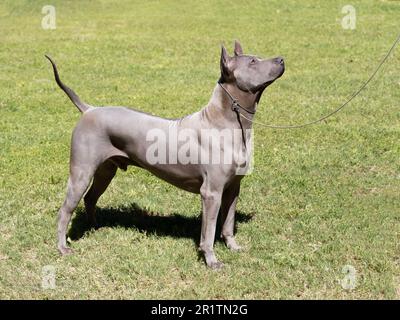 Ritratto di cane ribattino tailandese di colore grigio sull'erba Foto Stock