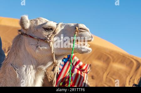Giovane cammello dromedario bianco che grunting bocca aperta. Profilo laterale con redini verdi e bianchi, ritratto a testa con dune di sabbia sfocate e cielo blu. Foto Stock