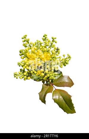 fiore giallo mahonia con foglie, primo piano isolato su sfondo bianco Foto Stock