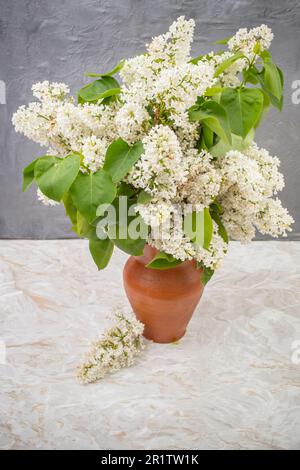 Tutti i fiori bianchi di lilla in una pentola di ceramica, su sfondo bianco di marmo e cemento grigio Foto Stock