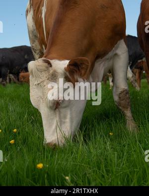 hereford bestiame bovino pascolo Foto Stock