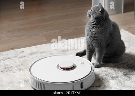 Carino giovane domestico bicolore arancione e bianco gatto guardando e  sniffing aspirapolvere robot. Gatto curioso e interessato. Primo piano,  messa a fuoco selettiva, spazio di copia Foto stock - Alamy