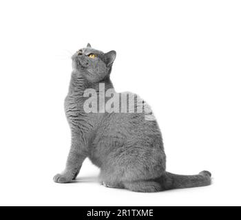 Affascinante gatto britannico shorthair blu siede su uno sfondo bianco e guarda in su con interesse con grandi occhi arancioni. Foto Stock